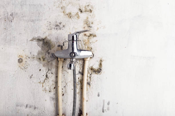 Best Emergency Mold Remediation in Little Round Lake, WI