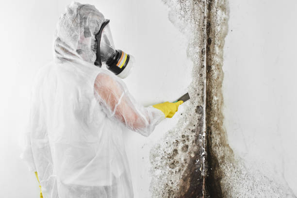 Trusted Little Round Lake, WI Mold Remediation Experts