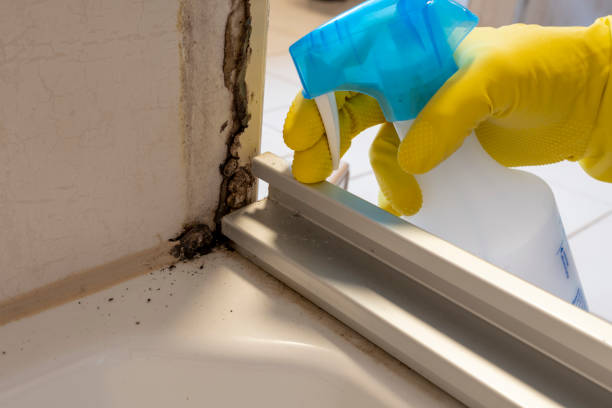 Best Mold Testing and Inspection Services in Little Round Lake, WI