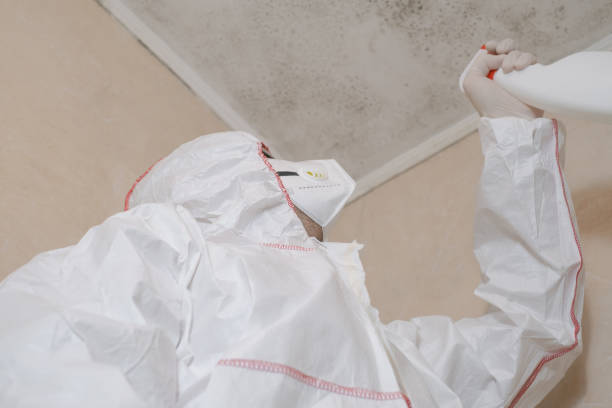 Best Localized Mold Remediation (e.g., coastal areas, humid climates) in Little Round Lake, WI