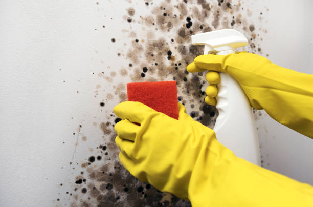 Best Commercial Mold Remediation in Little Round Lake, WI