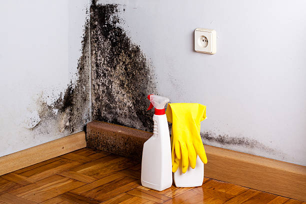 Best Post-Flood Mold Remediation in Little Round Lake, WI