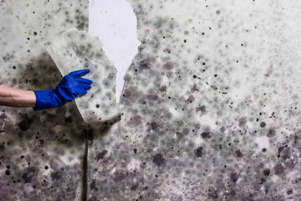 Best Attic Mold Remediation in Little Round Lake, WI